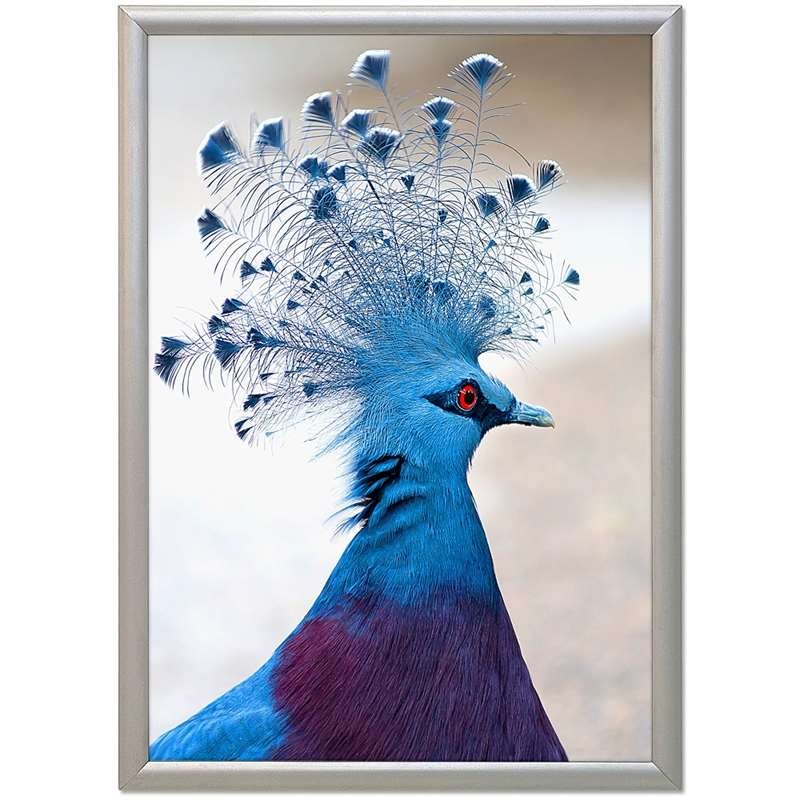 Snap frame ALU 17 mm (G) 70 x 100 cm