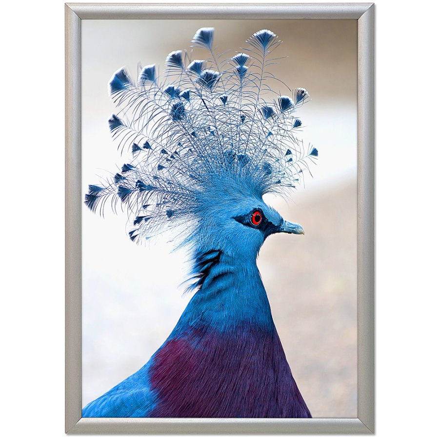 Snap frame ALU 17 mm (G) 70 x 100 cm